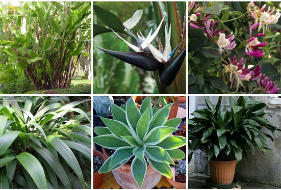 Plant selection list