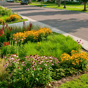 Rain Garden