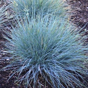 Plants for Australian Weather