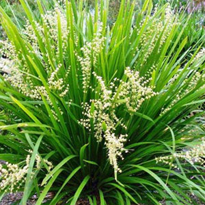 Drought Tolerant Plants